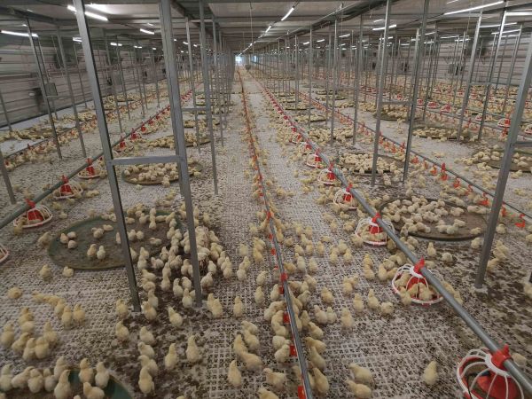 福利多層平養